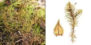 Attēlu rezultāti vaicājumam “Abietinella abietina”