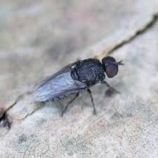 Attēlu rezultāti vaicājumam “Metatrichia sp.”