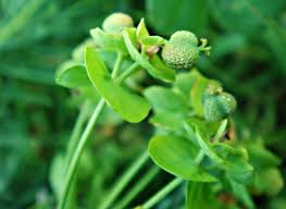 Attēlu rezultāti vaicājumam “Euphorbia cyparissias fruit”