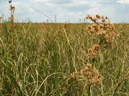 Attēlu rezultāti vaicājumam “Cladium mariscus”