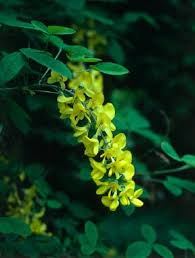 Attēlu rezultāti vaicājumam “Laburnum alpinum flower”