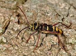 Attēlu rezultāti vaicājumam “Plagionotus detritus”