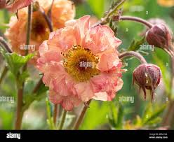 Attēlu rezultāti vaicājumam “Geum rivale flower”