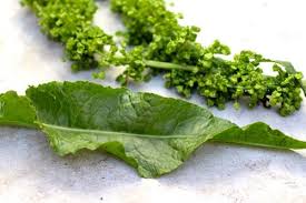 Attēlu rezultāti vaicājumam “Rumex crispus fruit”