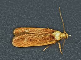 Attēlu rezultāti vaicājumam “Depressaria depressana”