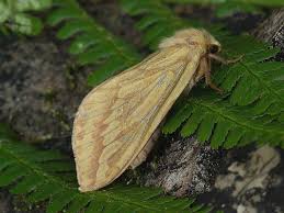 Attēlu rezultāti vaicājumam “Hepialus humuli female”