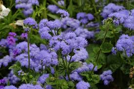 Image result for Ageratum houstonianum