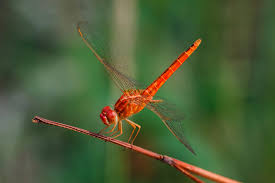 Attēlu rezultāti vaicājumam “Odonata”