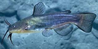 Image result for Ameiurus melas