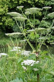 Attēlu rezultāti vaicājumam “Heracleum sosnowskyi flower”
