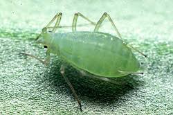 Attēlu rezultāti vaicājumam “Acyrthosiphon”