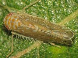 Attēlu rezultāti vaicājumam “Paramesus obtusifrons”