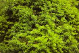 Attēlu rezultāti vaicājumam “Juniperus communis”