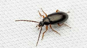 Attēlu rezultāti vaicājumam “Alleculidae”