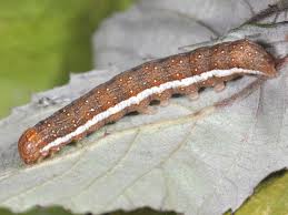 Attēlu rezultāti vaicājumam “Agrochola helvola”