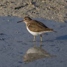 Attēlu rezultāti vaicājumam “Actitis hypoleucos”