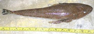 Image result for Platycephalus speculator