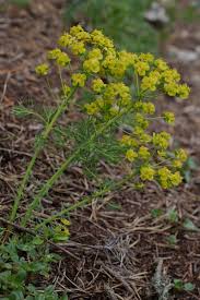 Attēlu rezultāti vaicājumam “Euphorbia virgata”