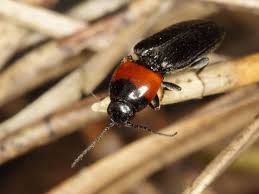 Attēlu rezultāti vaicājumam “Cardiophorus ruficollis”