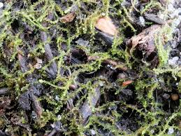 Attēlu rezultāti vaicājumam “Cephaloziella elachista macro”