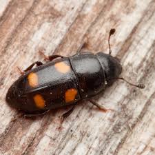 Attēlu rezultāti vaicājumam “Glischrochilus hortensis”