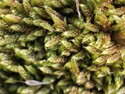 Attēlu rezultāti vaicājumam “Hypnum cupressiforme var. lacunosum”