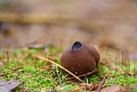 Attēlu rezultāti vaicājumam “Sarcosoma globosum”