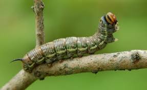 Attēlu rezultāti vaicājumam “Agonopterix hypericella imago”