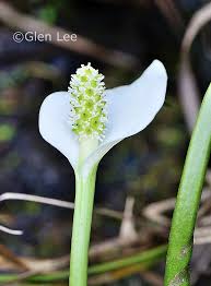 Attēlu rezultāti vaicājumam “Calla palustris flower”