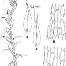 Attēlu rezultāti vaicājumam “Philonotis sporophyte”