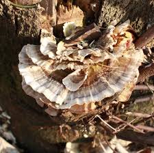 Attēlu rezultāti vaicājumam “Cerrena unicolor”