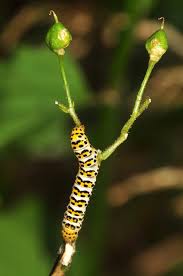 Attēlu rezultāti vaicājumam “Shargacucullia scrophulariae larva”