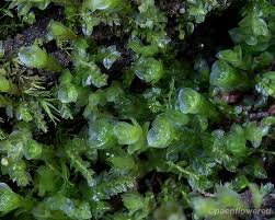 Attēlu rezultāti vaicājumam “Tetraphis pellucida”