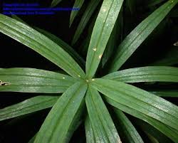 Attēlu rezultāti vaicājumam “Polygonatum verticillatum”