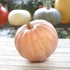 Image result for Kürbis