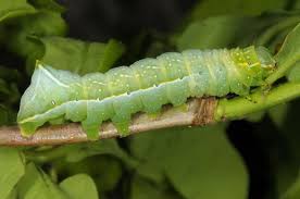 Attēlu rezultāti vaicājumam “Amphipyra pyramidea”