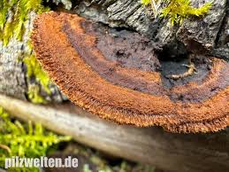 Attēlu rezultāti vaicājumam “Gloeophyllum abietinum”