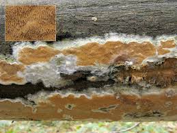 Attēlu rezultāti vaicājumam “Gloeoporus taxicola”