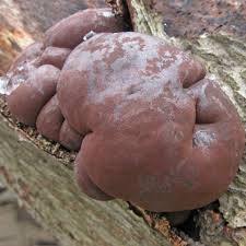 Attēlu rezultāti vaicājumam “Daldinia concentrica”