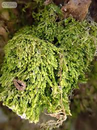 Attēlu rezultāti vaicājumam “Lejeunea cavifolia”