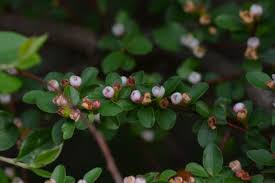 Attēlu rezultāti vaicājumam “Cotoneaster divaricatus”