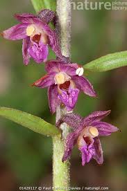 Attēlu rezultāti vaicājumam “Epipactis atrorubens flower”
