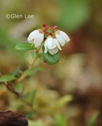 Attēlu rezultāti vaicājumam “Vaccinium vitis-idaea flower”