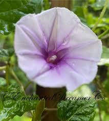 Image result for Ipomoea Lavender