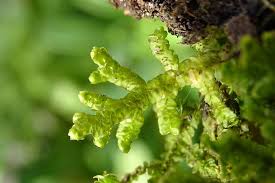 Attēlu rezultāti vaicājumam “Porella platyphylla macro”