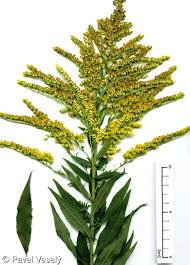 Attēlu rezultāti vaicājumam “Solidago canadensis fruit”