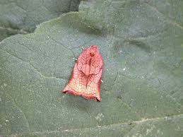 Attēlu rezultāti vaicājumam “Archips podana female”