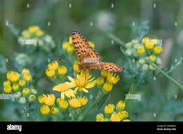 Attēlu rezultāti vaicājumam “Argynnis aglaja underside”