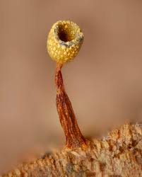 Attēlu rezultāti vaicājumam “Comatricha laxa”