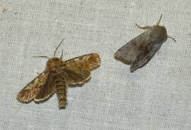 Attēlu rezultāti vaicājumam “Panolis umbra”